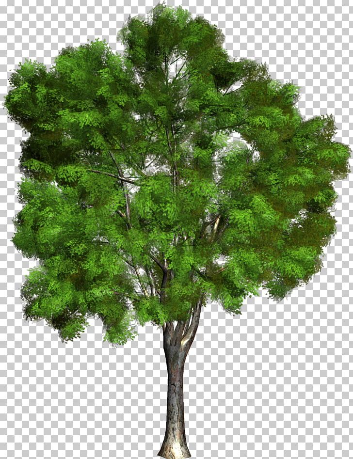 Filicium Decipiens Tree PNG, Clipart, Branch, Evergreen, Filicium, Filicium Decipiens, Garden Free PNG Download