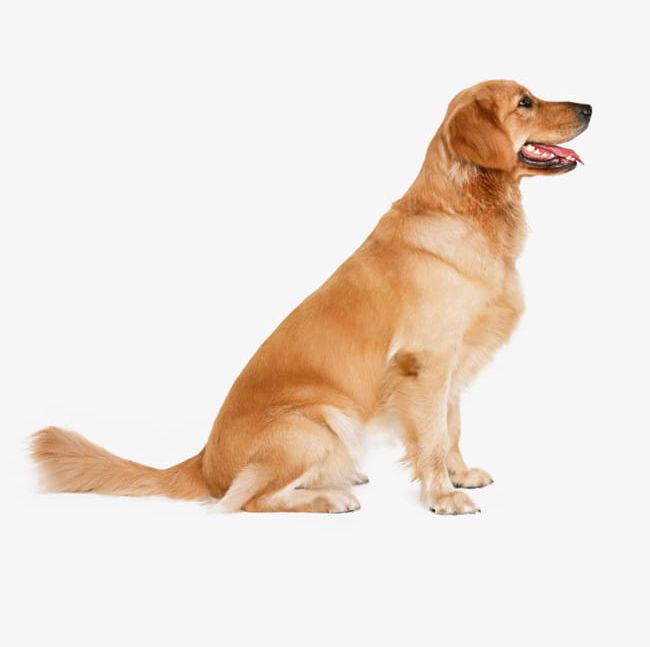 Golden Retriever Puppy PNG, Clipart, Animal, Brown, Canine, Collection, Creative Free PNG Download