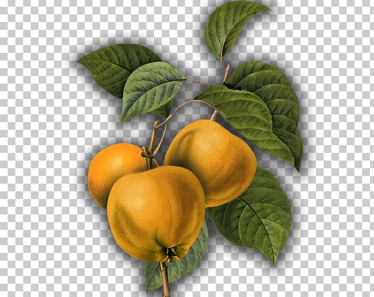 Quince Cheese Food Emil Scheibel Schwarzwald-Brennerei GmbH Fruit PNG, Clipart, Apple, Apricot, Black Forest, Citrus, Diospyros Free PNG Download