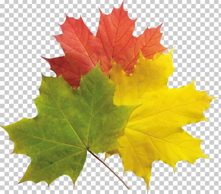 Autumn Leaf Color Autumn Leaf Color PNG, Clipart, Autumn, Autumn Leaves, Autumn Png Leaves, Berry, Blueberry Free PNG Download
