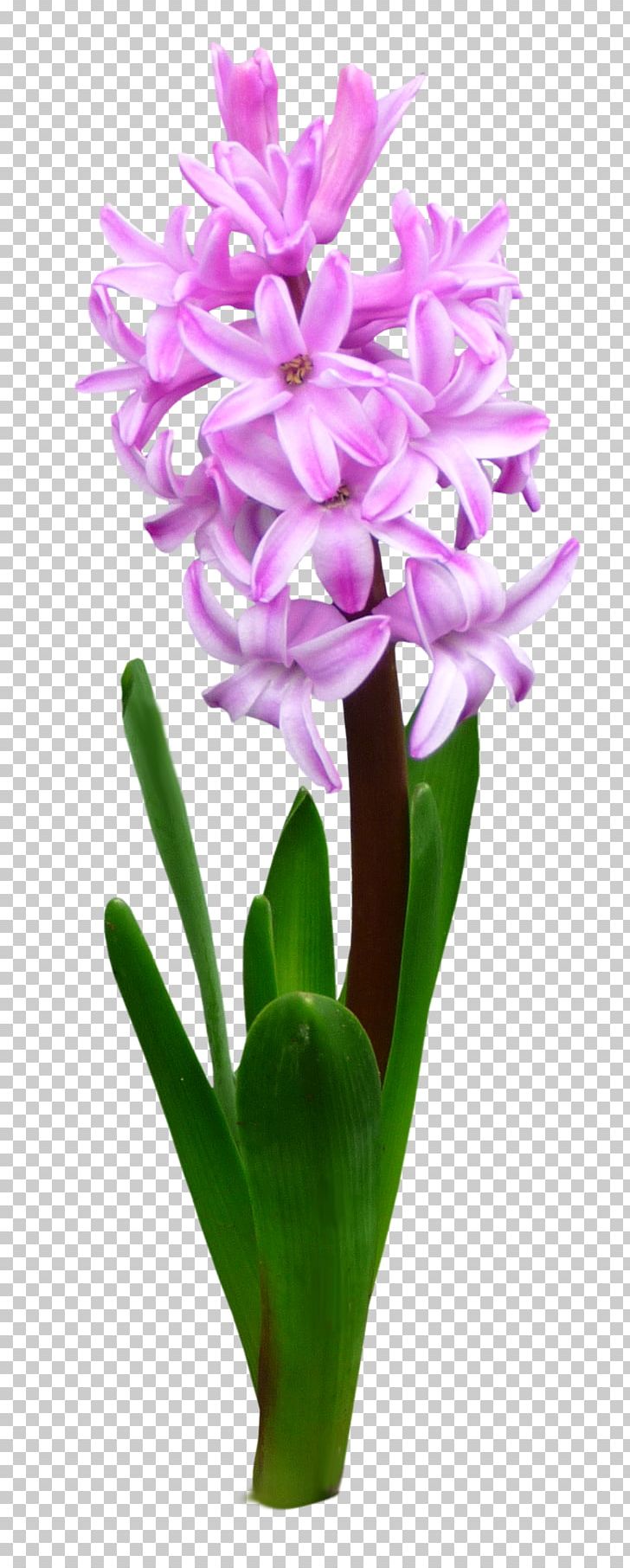 Cut Flowers Flower Bouquet Floristry PNG, Clipart, Cattleya, Cut Flowers, Floristry, Flower, Flower Bouquet Free PNG Download