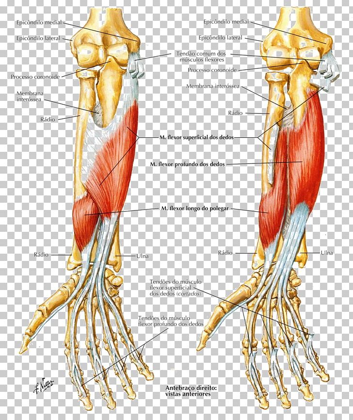 Finger Flexor Digitorum Profundus Muscle Forearm Flexor Carpi Radialis Muscle PNG, Clipart, Abdomen, Anatomy, Arm, Atlas, Claw Free PNG Download