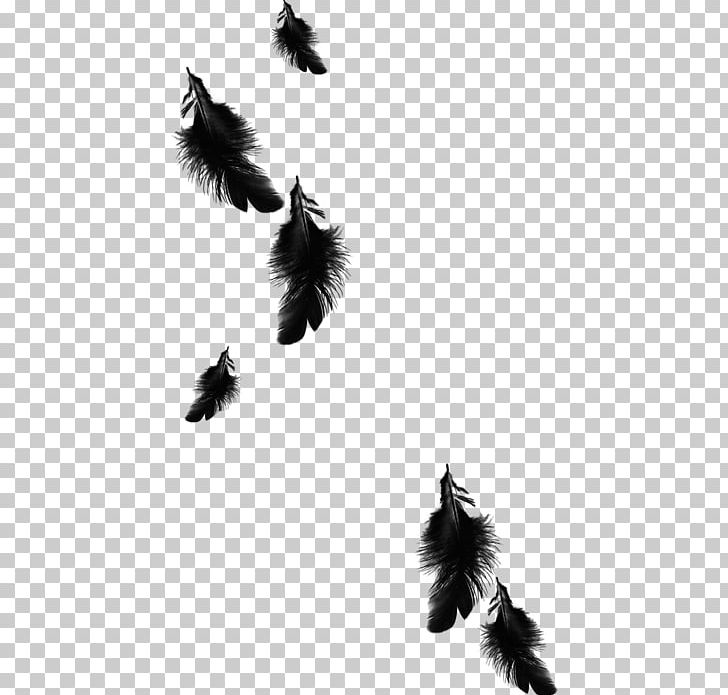 Portable Network Graphics Feather Black Euclidean PNG, Clipart, Animals, Black, Black And White, Color, Download Free PNG Download
