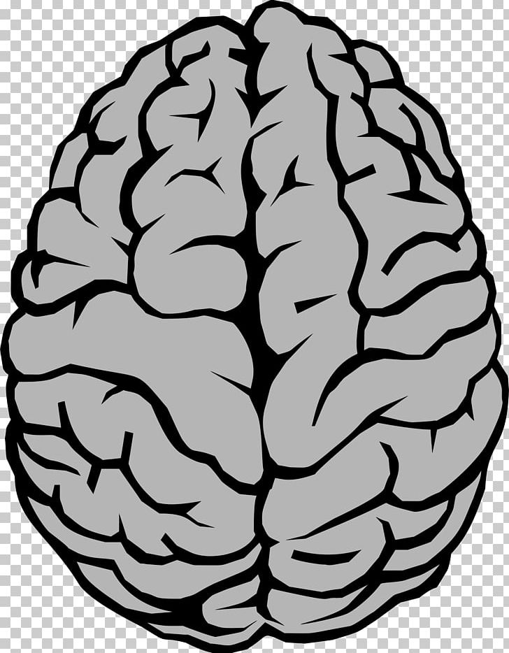 Brain Neuron PNG, Clipart, Black And White, Brain, Grey Matter, Human Body, Human Brain Free PNG Download