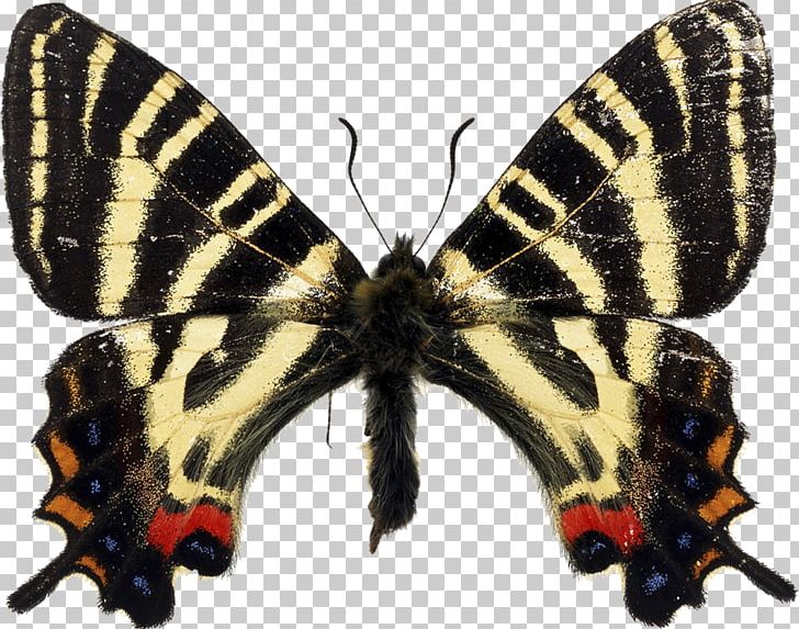 Butterfly Japanese Luehdorfia Mt. Ryumon Western Tiger Swallowtail PNG, Clipart, Arthropod, Brush Footed Butterfly, But, Getty Images, Insect Free PNG Download