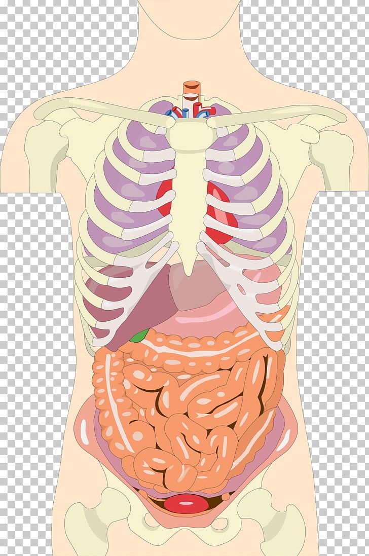 Organ Human Body Anatomy Torso Homo Sapiens PNG, Clipart, Abdomen, Anatomy, Chest, Finger, Function Free PNG Download