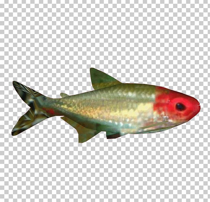 Sardine 09777 Oily Fish Salmon Trout PNG, Clipart, 09777, Biology, Bony Fish, Common Rudd, Fin Free PNG Download