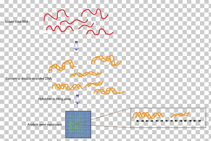 Tiling Array Transcriptome Sequencing RNA DNA PNG, Clipart, Angle, Area, Array, Brand, Complementary Dna Free PNG Download
