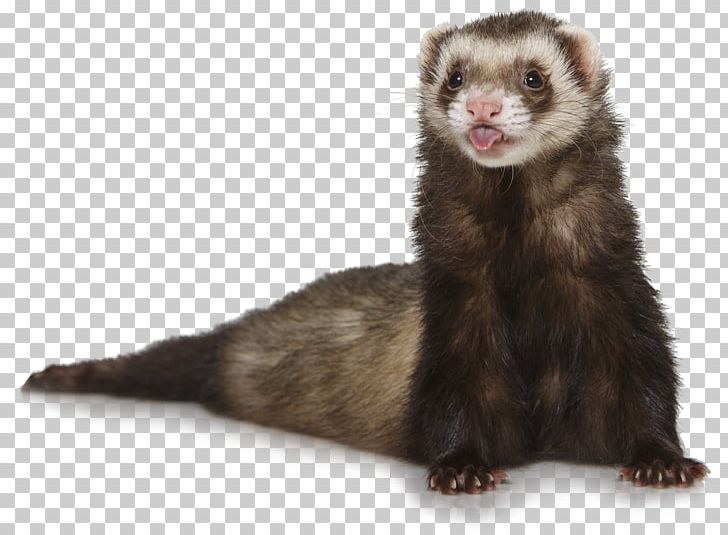 Ferret Otter PNG, Clipart, Animals, Blackfooted Ferret, Carnivoran, Computer Icons, Digital Image Free PNG Download