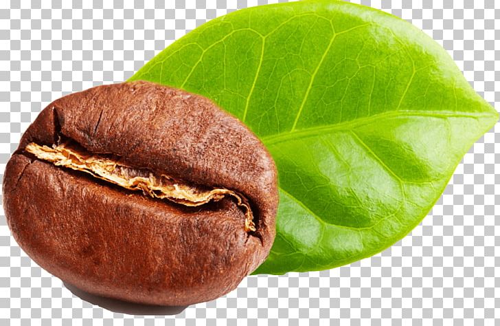 Green Coffee Extract Green Tea Coffee Bean PNG, Clipart, Arabica Coffee, Bean, Chlorogenic Acid, Coffee, Coffee Bean Free PNG Download