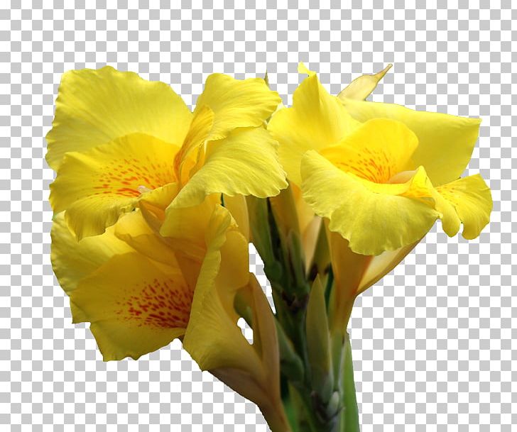 Canna Indica Flower Icon PNG, Clipart, Amaryllis Family, Beautiful, Beautiful Flowers, Big, Big Flower Free PNG Download