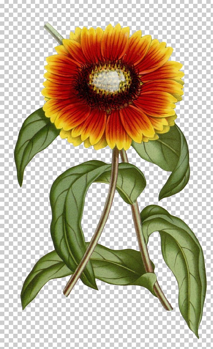 Gaillardia Pulchella Gaillardia Xd7 Grandiflora Common Sunflower Botany PNG, Clipart, Annual Plant, Chrysanthemum Chrysanthemum, Chrysanthemums, Color, Daisy Family Free PNG Download
