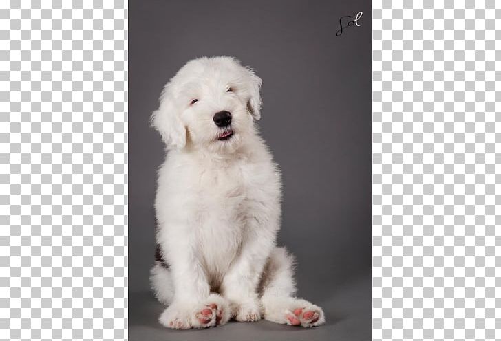 Goldendoodle Old English Sheepdog Komondor Polish Tatra Sheepdog Kuvasz PNG, Clipart, Carnivoran, Companion Dog, Dog, Dog Breed, Dog Breed Group Free PNG Download