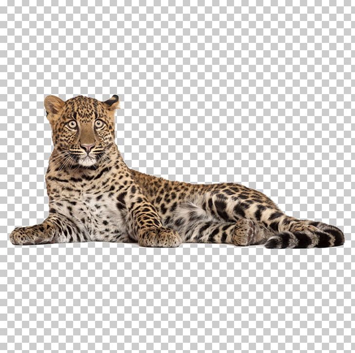 Leopard Photography PNG, Clipart, Animal, Animals, Big Cats, Caracal, Carnivoran Free PNG Download