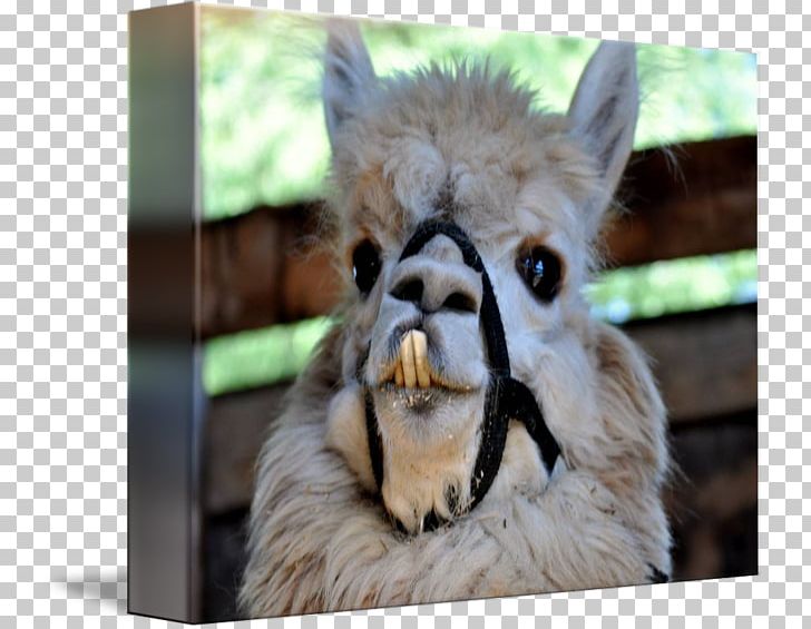 Llama Alpaca Kind Art Animal PNG, Clipart, Alpaca, Animal, Art, Camel Like Mammal, Canvas Free PNG Download