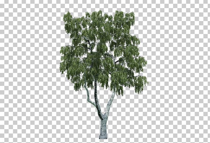 Tree Populus Nigra PNG, Clipart, Branch, Computer Icons, Cottonwood, Eastern White Pine, Maple Free PNG Download