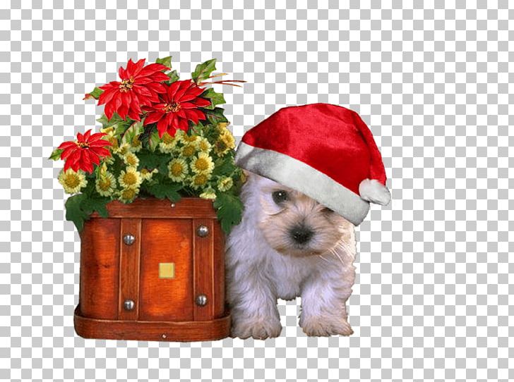 West Highland White Terrier Animated Film Cocker Spaniel Maltese Dog PNG, Clipart, Animal, Animated Film, Bichon, Carnivoran, Cartoon Dog Free PNG Download