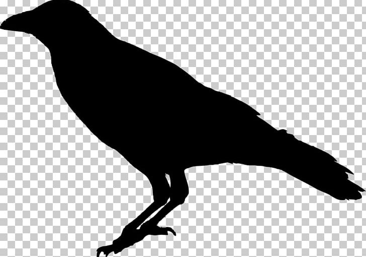 Common Raven The Raven PNG, Clipart, Beak, Bird, Black And White, Common, Common Raven Free PNG Download