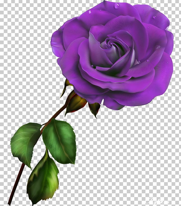 Garden Roses Blue Rose Rosa Gallica PNG, Clipart, Blue Rose, Color, Cut Flowers, Desktop Wallpaper, Digital Image Free PNG Download