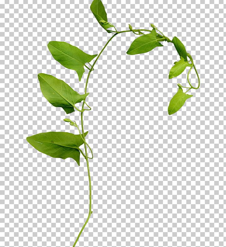 Leaf Branch PNG, Clipart, Blog, Branch, Clip Art, Dal, Desktop Wallpaper Free PNG Download