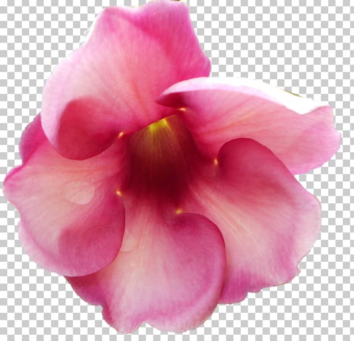 Petal Ramakrishna Mission Cabbage Rose Garden Roses Flower PNG, Clipart, Cut Flowers, Floribunda, Flower, Flowering Plant, Garden Roses Free PNG Download