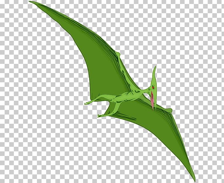 Pterodactyls Pteranodon Tyrannosaurus Pterosaurs PNG, Clipart, Dinosaur, Drawing, Free Content, Grass, Leaf Free PNG Download
