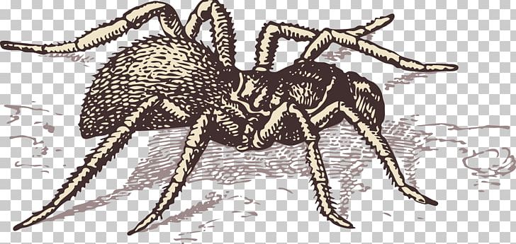 Spider T-shirt Illustration PNG, Clipart, Animal, Ant, Arachnid, Arthropod, Cartoon Spider Web Free PNG Download