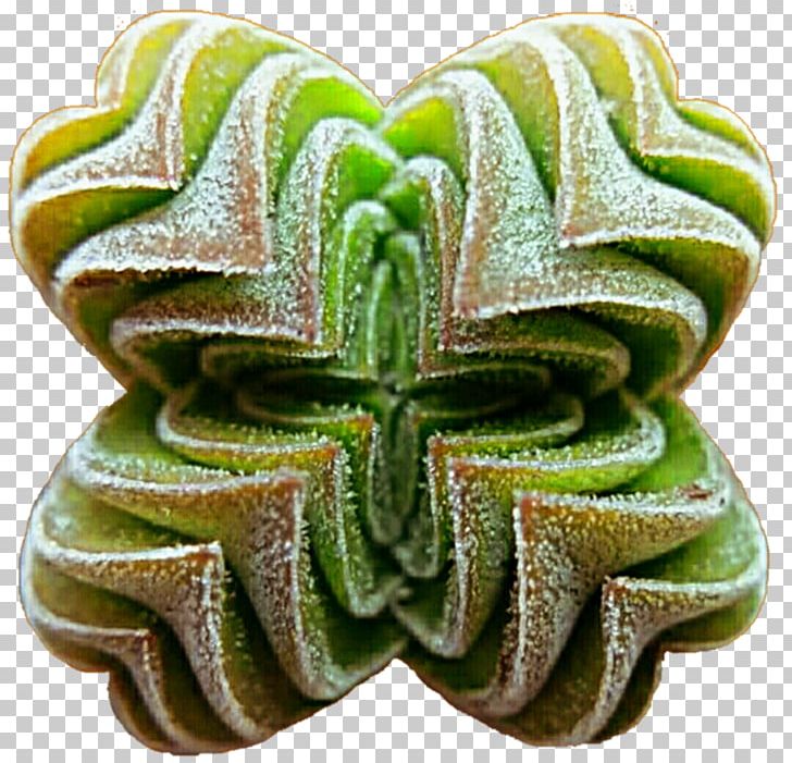 Succulent Plant Stock Photography PNG, Clipart, Clip Art, Deviantart, Miscellaneous, Others, Plant Free PNG Download