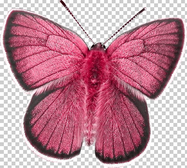 Butterfly Insect Nymphalidae Moth PNG, Clipart, Aglais Io, Animal, Animals, Brush Footed Butterfly, Butterflies Free PNG Download