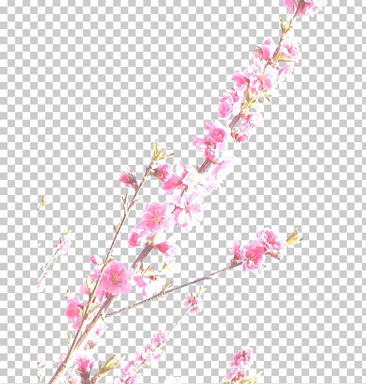 Cherry Blossom Photography Standard Test PNG, Clipart, Blossom, Branch, Cake, Cherry, Cherry Blossom Free PNG Download