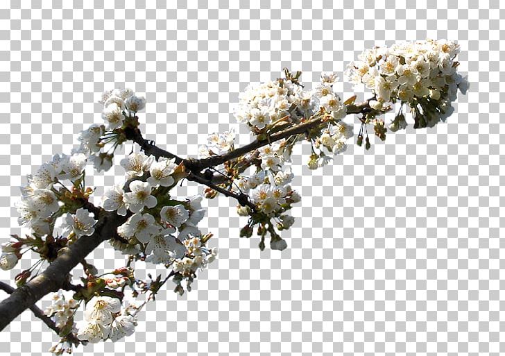 Cherry Blossom ST.AU.150 MIN.V.UNC.NR AD PNG, Clipart, Blossom, Branch, Cherry, Cherry Blossom, Cicekler Free PNG Download