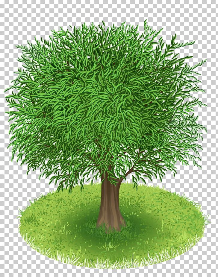 Tree Green PNG, Clipart, Arbre, Blossom, Branch, Digital Image, Drawing Free PNG Download