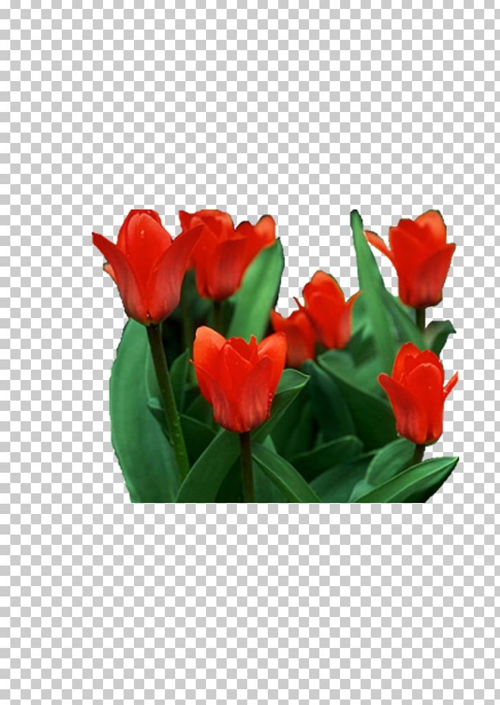 Tulip Cut Flowers PNG, Clipart, Artificial Flower, Cut Flowers, Euclidean Vector, Floral Design, Floristry Free PNG Download