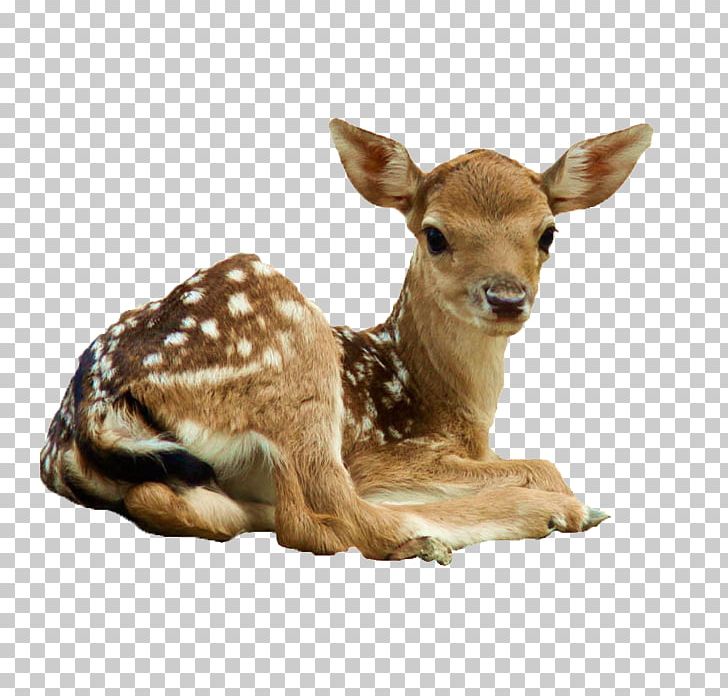 White-tailed Deer Elk Sika Deer PNG, Clipart, Animals, Cattle, Christmas Deer, Creative, Creative Deer Free PNG Download