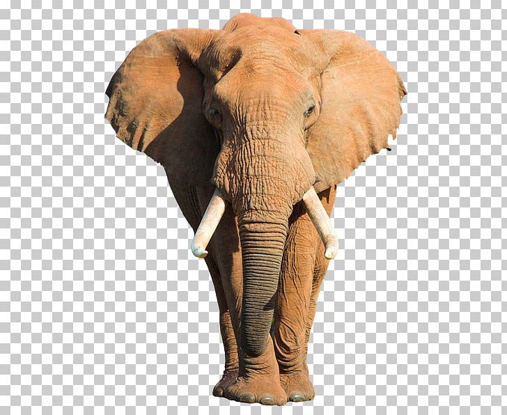 African Bush Elephant Indian Elephant Etosha National Park Stock Photography PNG, Clipart, African, African Bush Elephant, African Elephant, Animal, Animals Free PNG Download