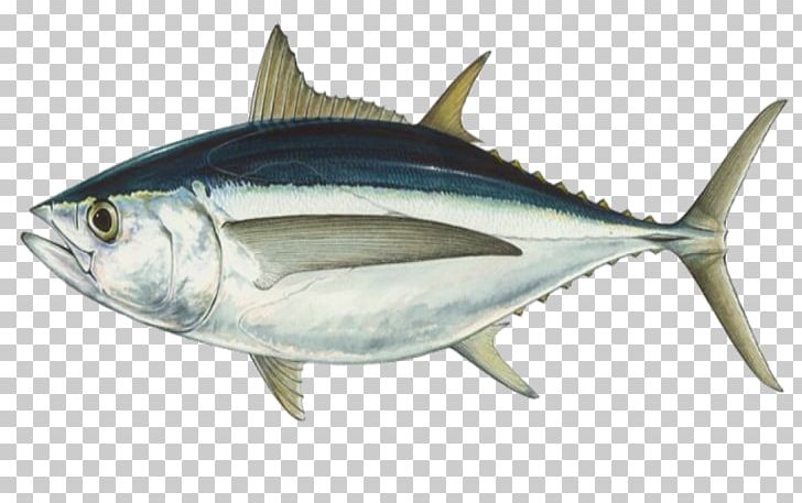 Albacore Bigeye Tuna Southern Bluefin Tuna Atlantic Bluefin Tuna Fishing PNG, Clipart, Albacore, Anchovy, Bony Fish, Fauna, Fish Products Free PNG Download