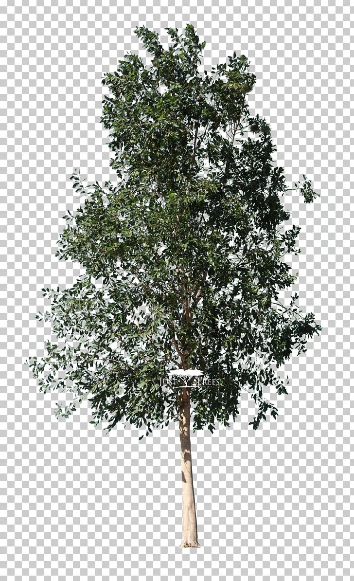 Fir Weeping Fig Fiddle-leaf Fig Tree Ficus Retusa PNG, Clipart, Aerial Root, Birch, Branch, Conifer, Evergreen Free PNG Download