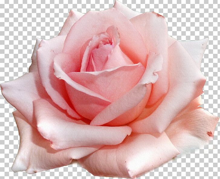 Garden Roses Pink Flower PNG, Clipart, Ansichtkaart, Closeup, Color, Cut Flowers, Floribunda Free PNG Download