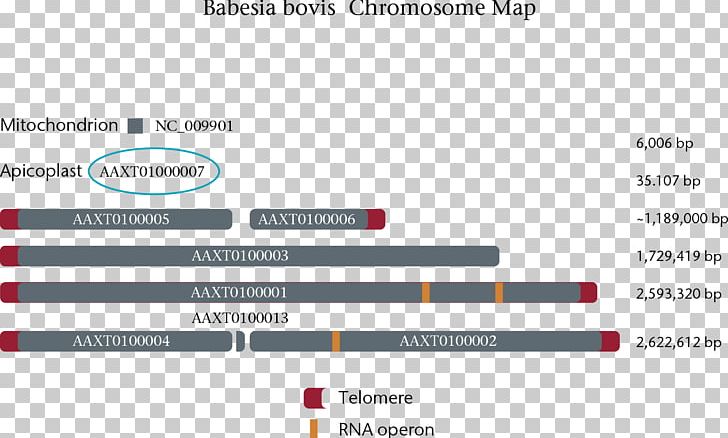 Heredity Apicomplexa Babesia Bovis Hereditary Nonpolyposis Colorectal Cancer PNG, Clipart, Apicomplexa, Bab, Babesia, Bovis, Brand Free PNG Download