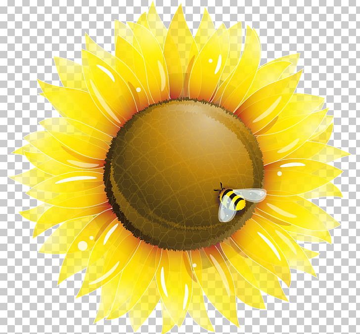 Common Sunflower PNG, Clipart, Bee Vector, Computer Wallpaper, Daisy Family, Encapsulated Postscript, Flower Free PNG Download