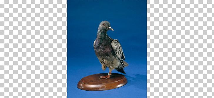 Homing Pigeon Columbidae Smithsonian Institution Cher Ami First World War PNG, Clipart, Animal, Animals, Beak, Bird, Cher Ami Free PNG Download