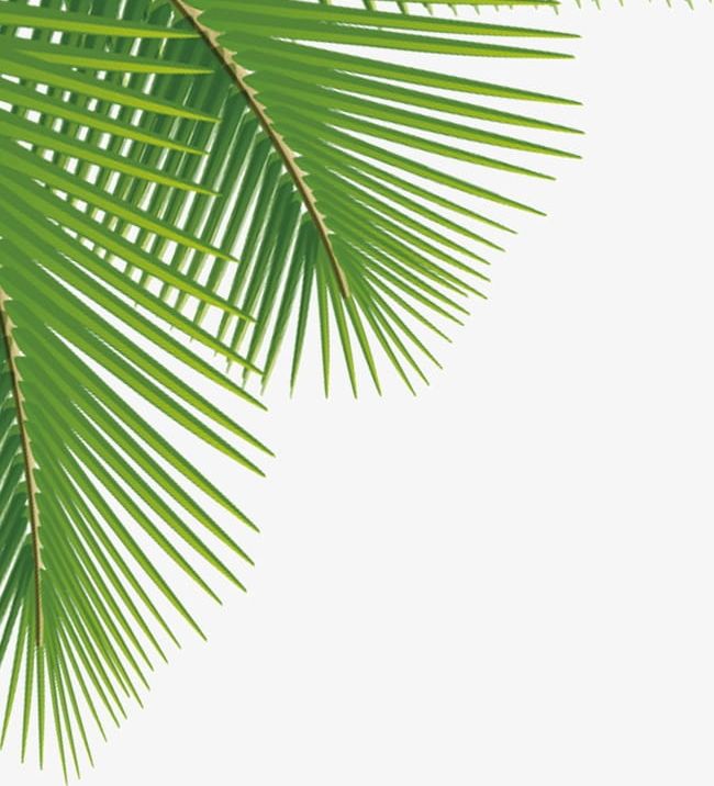 Palm Leaves Png Clipart Coco Leaf Leaves Clipart Palm Clipart Seaside Free Png Download