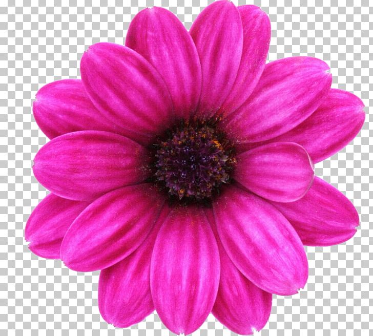 Pink Flowers PNG, Clipart, Annual Plant, Art, Chrysanths, Clip Art, Cut Flowers Free PNG Download