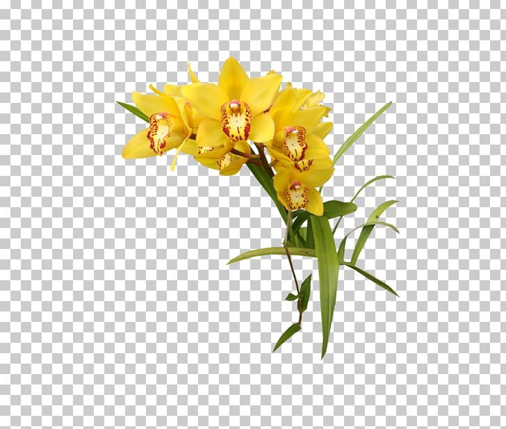 Yellow Flower PNG, Clipart, Canola, Color, Cut Flowers, Download, Flora Free PNG Download