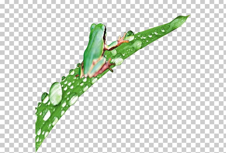 Frog Amphibian Tropical Rainforest PNG, Clipart, Amphibian, Amphibians, Animal, Animals, Cartoon Free PNG Download