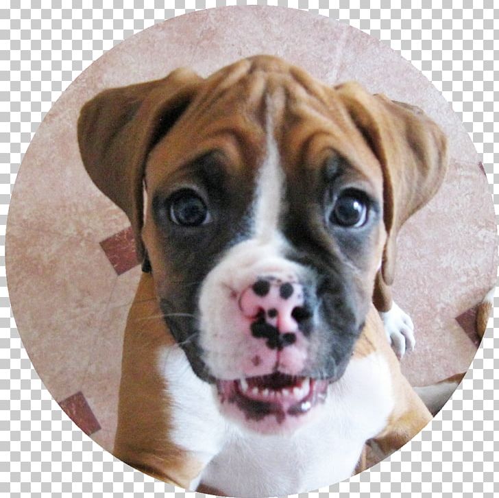 Olde English Bulldogge Boxer Old English Bulldog Valley Bulldog PNG, Clipart, Animal, Animals, Australian Bulldog, Boxer, Bulldog Free PNG Download