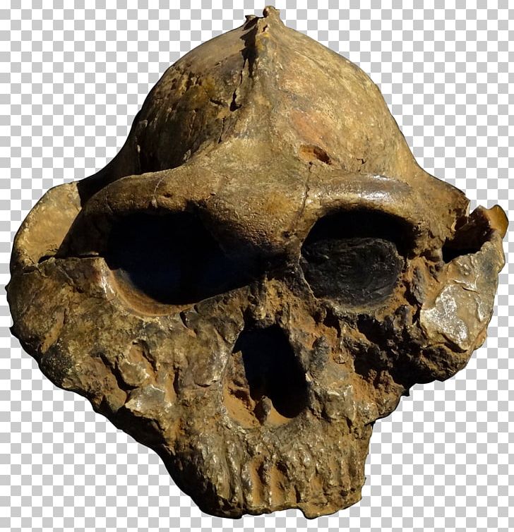 Olduvai Gorge Paranthropus Boisei Paranthropus Robustus Skull OH 5 PNG, Clipart, Artifact, Background, Bone, Fantasy, Fora Free PNG Download