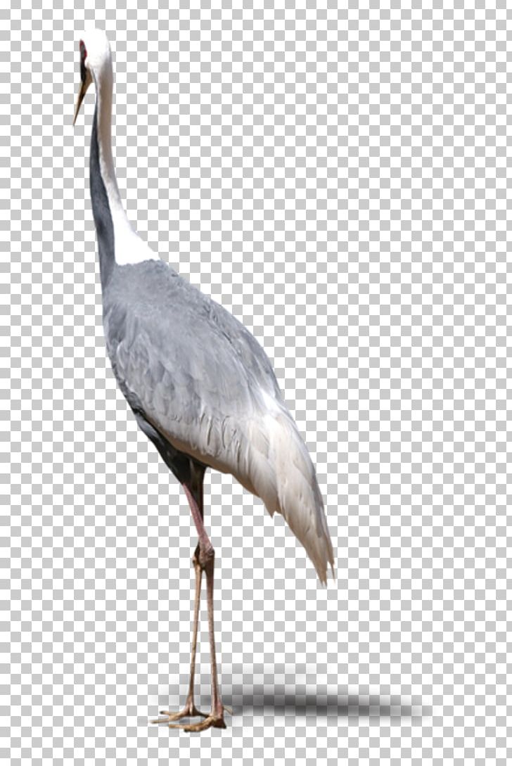 Red-crowned Crane Bird Grey PNG, Clipart, Animal, Animals, Beak, Bird, Birds Free PNG Download