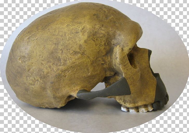 Skull PNG, Clipart, Australopithecus Africanus, Bone, Fantasy, Jaw, Skull Free PNG Download