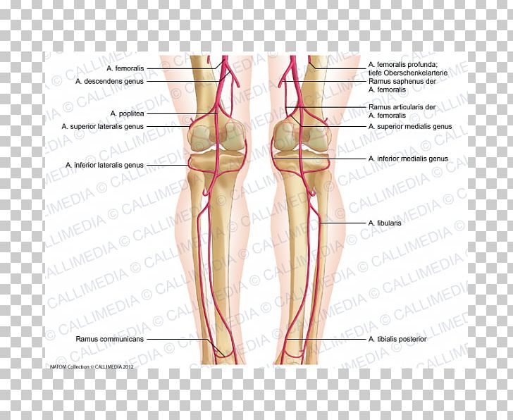 Thumb Knee Femoral Artery Popliteal Artery Crus PNG, Clipart, Abdomen, Anatomy, Angle, Arm, Blood Vessel Free PNG Download